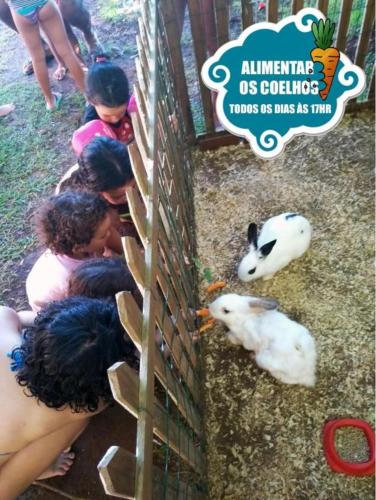 a group of children looking at rabbits at a zoo at Indaiá Praia Hotel in Bertioga