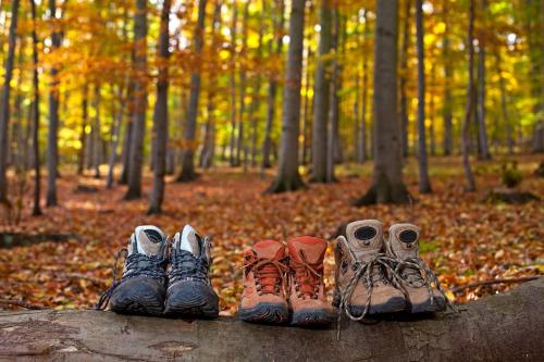 four pairs of shoes sitting on a tree branch in the woods at Hotel Lamm Baiersbronn Mitteltal in Baiersbronn