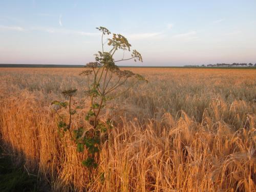 a field of wheat with a tree in it at Finisterre in Saaxumhuizen