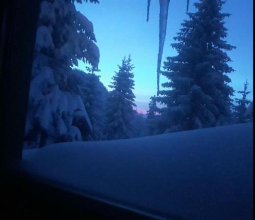 a group of trees in the snow at night at Planinska idila - uz stazu in Jahorina