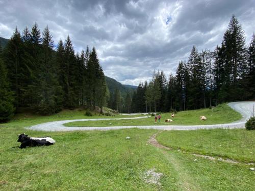 a group of cows laying in the grass in a field at Moderne Kaminstube in Ramsau am Dachstein