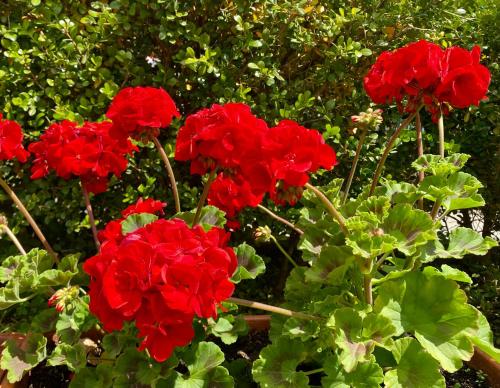 a group of red flowers in a garden at Appartamento "Il Geranio" in Trentinara