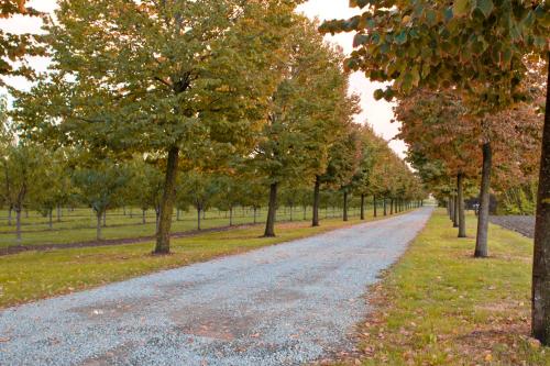 a gravel road with trees on either side at Agriturismo La Lupa in Madonna della Provvidenza