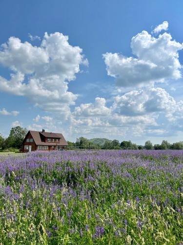 a house in the middle of a field of purple flowers at Rosi Puhkemaja in Koljala