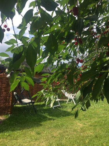 um quintal com uma cadeira e uma árvore com cerejas em Apartament Pod Wiśnią em Supraśl