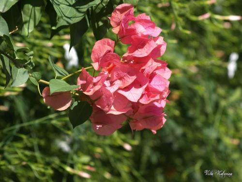 a bunch of pink flowers on a tree at Villa Katerina in Parikia