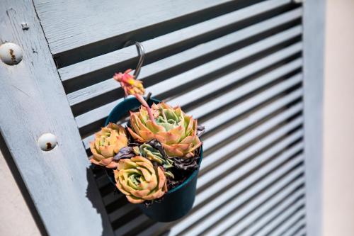 a plant in a pot hanging on a bench at L' Évéa Garden in Le Relecq-Kerhuon