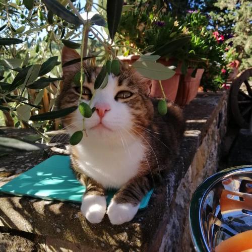 a cat sitting on a stone wall with a plant at Rocca degli Olivi in San Gimignano