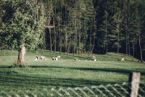 a herd of animals grazing in a field at JELA Countryside House in Kosjerić