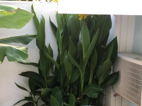 a green plant sitting next to a wall at Small Economy Studio Agia Pelagia - Crete in Agia Pelagia