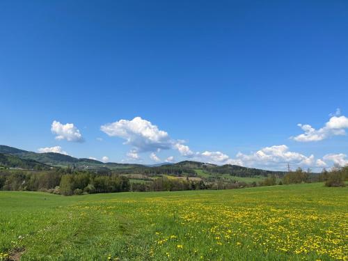 a field of yellow flowers in a green field at Apartmán U Slunečnice in Husinec