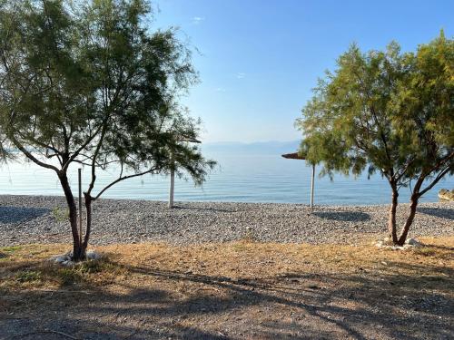 two trees on a rocky beach near the water at Nafpaktos PebBle Apartments in Marathias in Marathiás