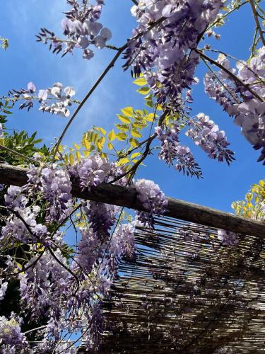 a tree with purple flowers on a fence at La Bricola in Cavallino-Treporti