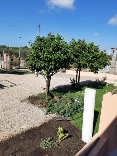 a garden with a tree and a green hose at Guesthouse da Caterina in San Giovanni