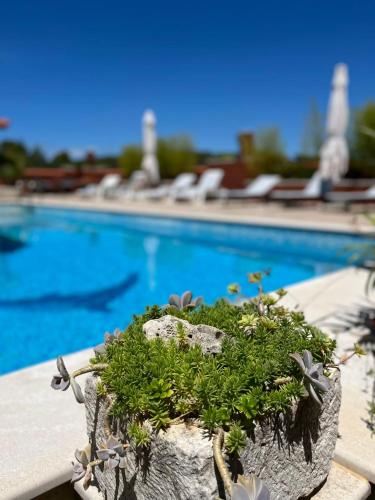 a potted plant sitting next to a swimming pool at Apartment with swimming pool in Jelsa