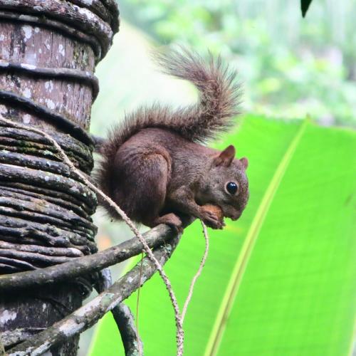 a squirrel sitting on top of a tree at Pousada Sítio Itaúna in Penedo