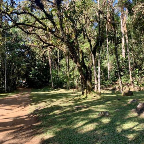 a dirt road with a tree in a forest at Pousada Sítio Itaúna in Penedo