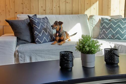 a dog sitting on a couch in a living room at Baza Beskid, - Gorąca Bania, Basen, Ogród, Góry in Bielsko-Biala