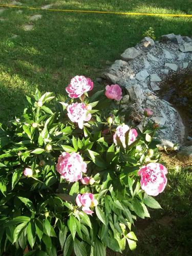 a bush of pink flowers in the grass at Iriški san in Irig