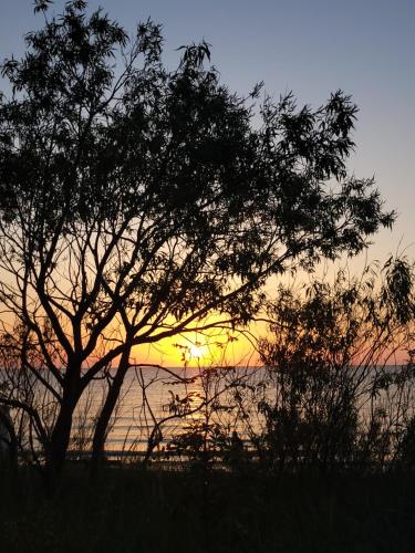 a tree in front of the ocean with a sunset at Viesu māja Zvilnis in Pāvilosta