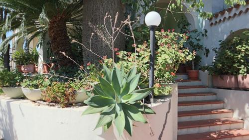 a garden with plants and a light pole and stairs at Castelletto Verde in Bari Sardo