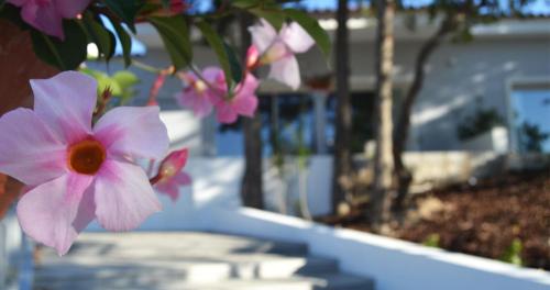a close up of pink flowers on a tree at Hotel Campo do Rosmaninho in Castelo Branco