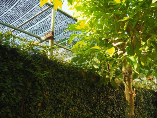 a green hedge with a tree and a roof at Gia Bảo Homestay - Cao Bằng in Cao Bằng