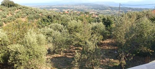 an overhead view of a field of olive trees at House in Zaloggo in Preveza