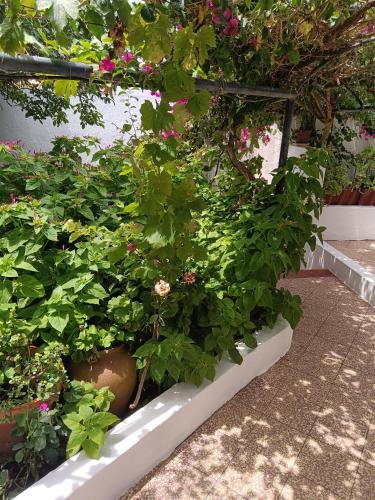 a bunch of plants in a planter with flowers at Alojamento Local Largo da Igreja in Santiago do Cacém