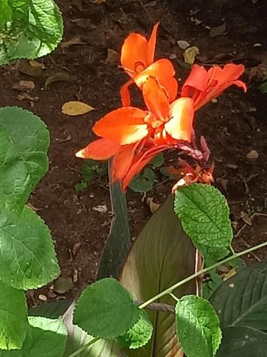a red flower on a plant in the dirt at Alojamento Local Largo da Igreja in Santiago do Cacém