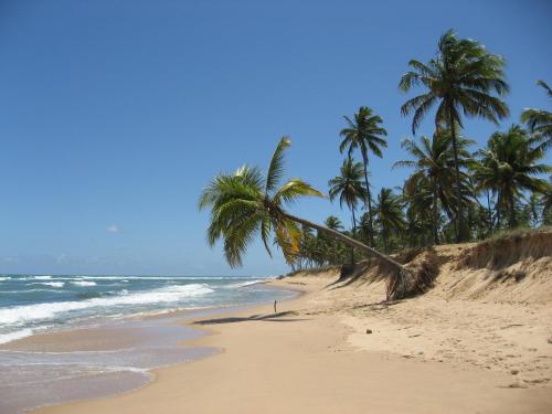 una playa de arena con palmeras y el océano en Paribahia, en Praia do Forte