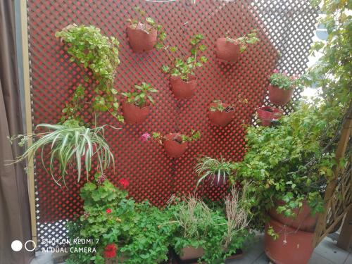 a bunch of potted plants on a red wall at Habitacion Familiar en un Ático con gran terraza y,cocina ,en la playa in Burriana