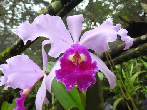 a close up of a purple and white flower at Cucú Ardilla Vivienda Campestre en Pance in Cali