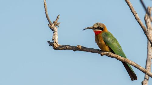 a bird perched on a tree branch at Wide Horizons Mountain Retreat in Malkerns
