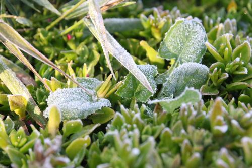 a green plant with frost on its leaves at Glen Lough Cabins in Glen Aplin