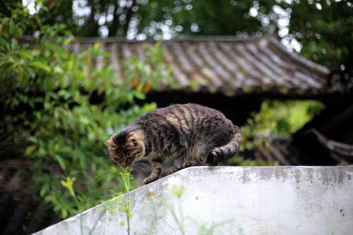 a cat standing on top of a wall at The Bivou Lijiang in Lijiang