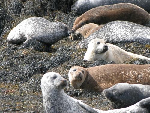 a group of seals laying on the beach at Kenmare Eco Lodge in Kenmare