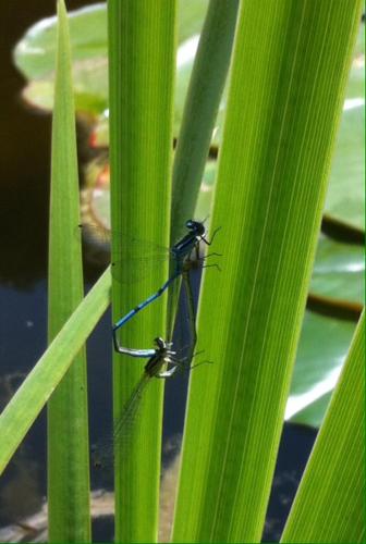 a blue dragonfly sitting on top of a green plant at Le lotus zen in Froideville