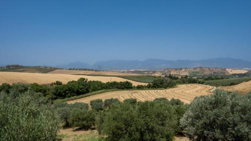 a view of a field with trees and a dirt road at Agriturismo Rende in Tarsia