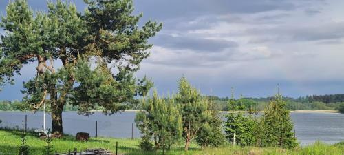 a large tree next to a body of water at SELMENT RESORT Mazury in Ełk