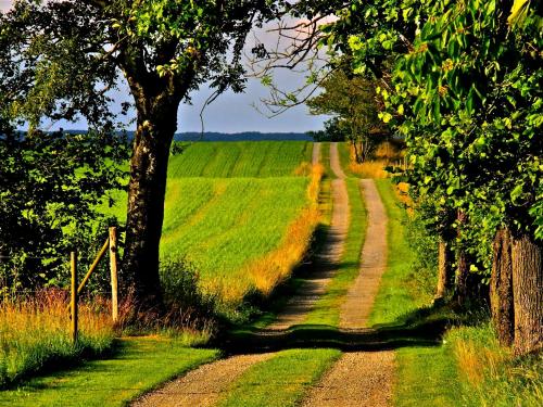 a dirt road in the middle of a field at Kattalängan - Lilla huset in Brösarp