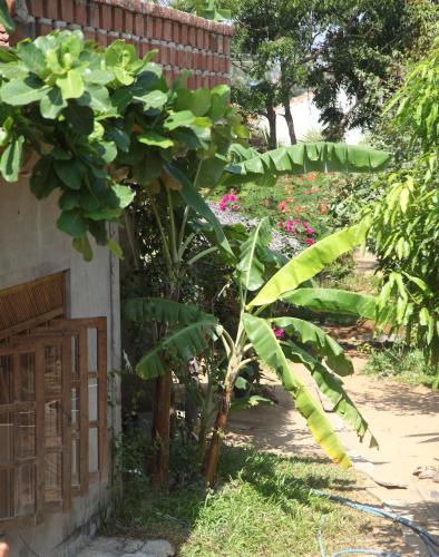 a banana tree in front of a house at East Surf Cabana in Arugam Bay