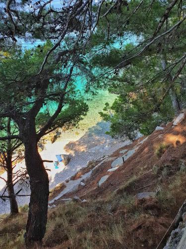 a painting of a tree next to a river at Apartments Liana - VaLa in Mimice