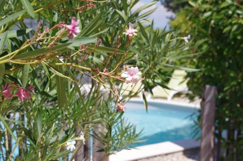 a tree with pink flowers next to a swimming pool at Le Grand Cèdre - 2 Chambres d'hôtes - Sud Ardèche in Bourg-Saint-Andéol