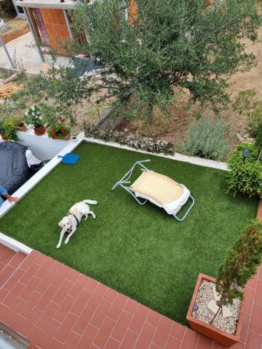 a dog laying on the grass in a backyard at Apartmani Axa in Rukavac
