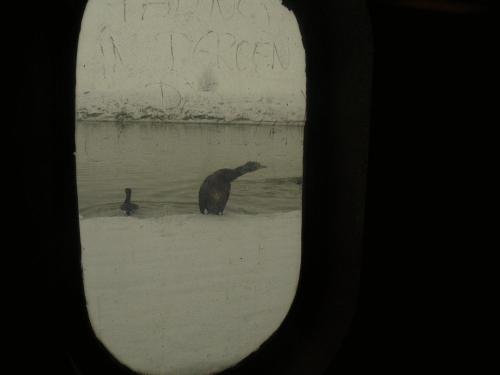 a bear standing in the water in the snow at De Boot in Merkem