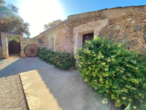 a stone building with two bushes next to a door at Finca Sa Canova Agroturismo in Campos