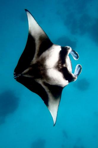 Fotografie z fotogalerie ubytování Oceana Boutique v Maafushi