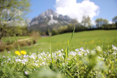 a field of flowers with a mountain in the background at Grubhof Appartements in Ellmau