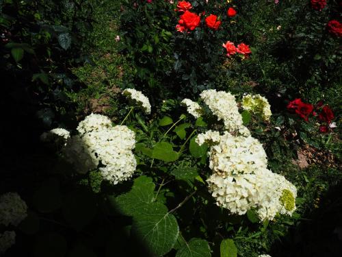 a group of white flowers in a garden at Baktygul guesthouse in Naryn